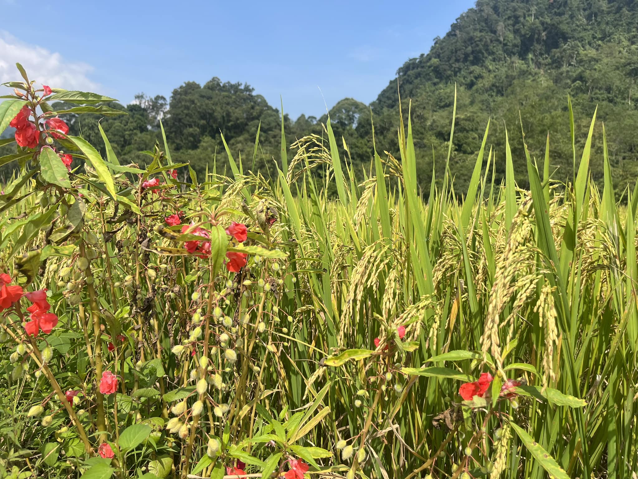 Tư vấn OCOP Thanh Hóa